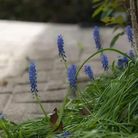 Le Menhir Bleu, 2 Personnes De Plain-pied A Weris 펜션 *